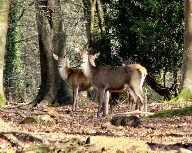 red deer